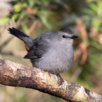 A Gray Catbird perches on a branch with tail cocked with leaves in the background