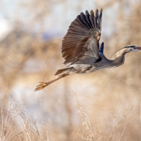 A Great Blue Heron in flight with wings outstretched over grass and shrubs