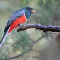 Elegant Trogon stands on thin tree branch