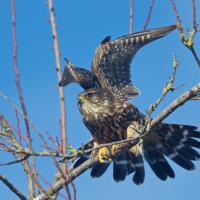 Merlin readying for takeoff