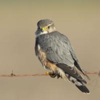 Merlin perched on a wire fence