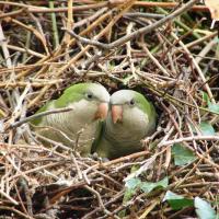 A pair of small green parrots peer out from an opening in a large nest made of sticks and branches.