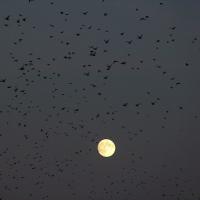 Silhouettes of migrating birds cross in front of a full moon in dark grey sky