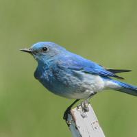 Mountain Bluebird