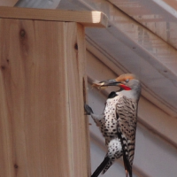 Northern Flicker nestbox on house