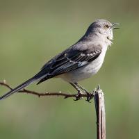 Northern Mockingbird