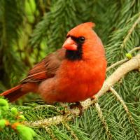 Northern Cardinal