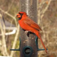 Northern Cardinal male at bird feeder