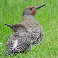 Northern Flicker and fledgling