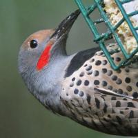 Northern Flicker at suet cage