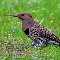 Northern Flicker standing on grassy area while eating ants