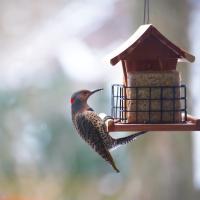 Northern Flicker