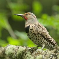 Northern Flicker