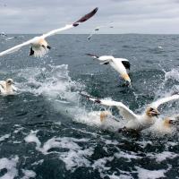 Northern Gannets feeding by diving into and splashing up out of the open sea. One bird has a fish in its beak.