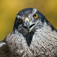 Closeup of a Northern Goshawk looking forward, sharp beak partly open, and yellow gold eyes