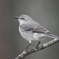 A small bird with warm gray plumage on head and back, with lighter gray on breast and belly. It has a short black beak and golden eye. 