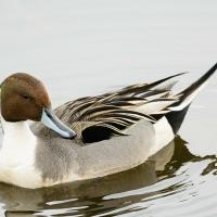 Northern Pintail