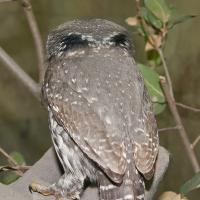 Northern Pygmy Owl, showing "eyes" on back of head