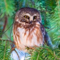 Northern Saw-whet Owl