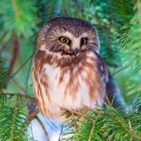 Tiny Northern Saw-whet Owl facing forward perched in evergreen branches