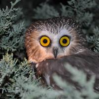 Northern Saw-whet Owl