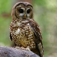 Northern Spotted Owl