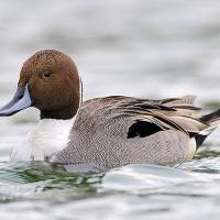 Northern Pintail