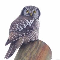 Northern Hawk Owl