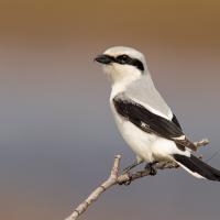 Northern Shrike