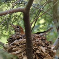 Wood Thrush sits inside nest, supported by brown leaves