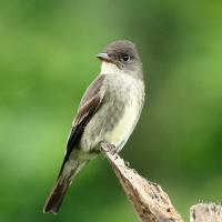 Olive-sided Flycatcher