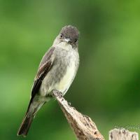 A small trim bird looks directly at the viewer as it perches on the end of a broken branch.