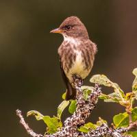 A small brown and white bird with short sharp beak is perched atop a leafy branch