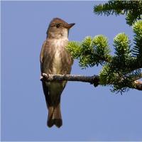 Olive-sided Flycatcher