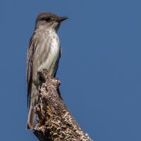 Olive-sided flycatcher