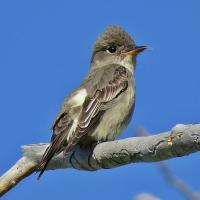 Olive-sided Flycatcher