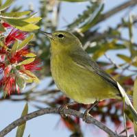 Orange-crowned Warbler