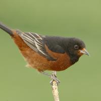 Orchard Oriole