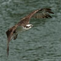 Osprey