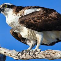 Osprey perched with talons on branch