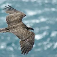 Osprey seen from above as it flies over sunlit water