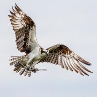 An Osprey flying back to the nest while carrying a stick in its talons. The Osprey's wings are outstretched, the feathers's colors ranging from dark brown to white with brown stripes.