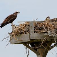 Osprey nest built on a wooden platform, with a female adult standing at one edge of the nest, which contains 2 juvenile ospreys.