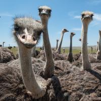 A flock of ostriches all looking into the camera, with blue sky in the background