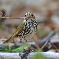 An Ovenbird holding a twig or pine needle in his beak, his body in 3/4 profile with his head turned to the right. The Ovenbird's wings and back are soft greenish brown, his chest white with patchy vertical dark brown stripes. Atop his head, a golden streak is flanked by two brown stripes.