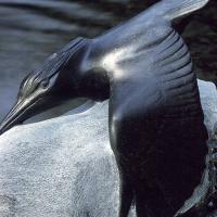 Sculpture of Kingfisher by Tony Angell