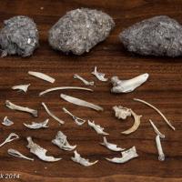 Owl pellets