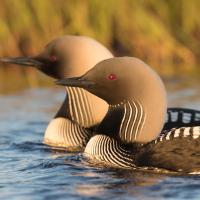 A Pair of Pacific Loons swim close together in a calm lake