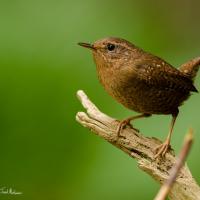 A small brown songbird with short raised tail and narrow short beak stands on a branch before a diffuse green background