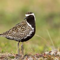 Pacific Golden-Plover